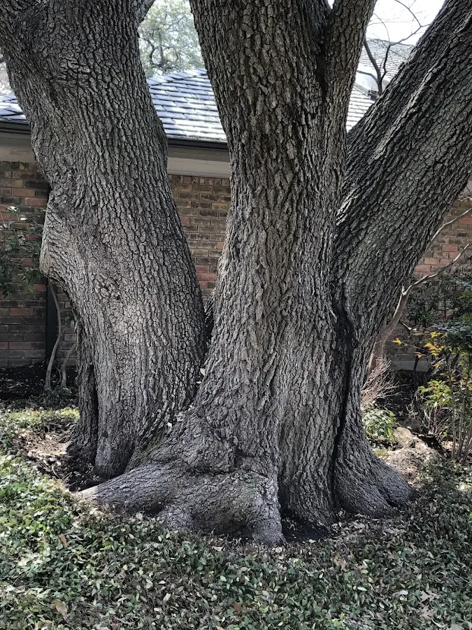 Mature heritage tree close to a Three Springs property cared for by certified arborists